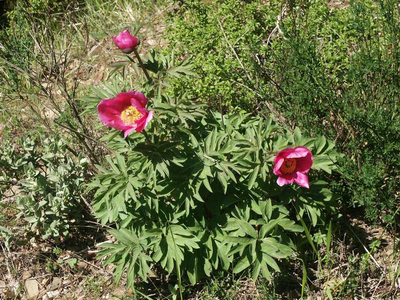 (21400)Paeonia officinalis,ensemble